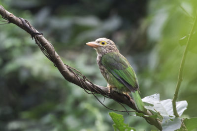 Lineated Barbet@ Evergreen natural forest, Chittagong. November -2017