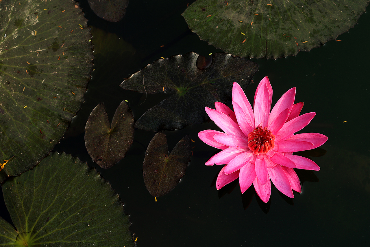 Water Lily (National Flower Of Bangladesh)