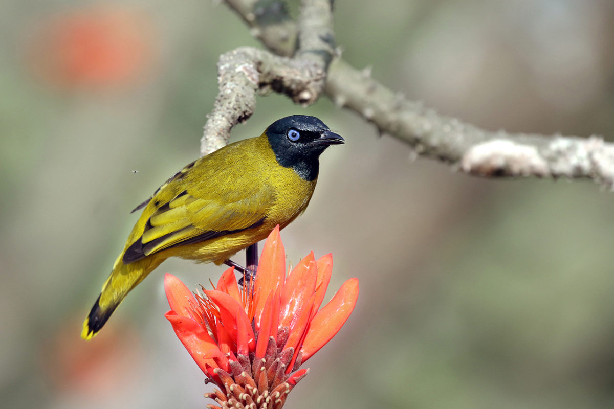 birds-of-bangladesh-best-nature-photography