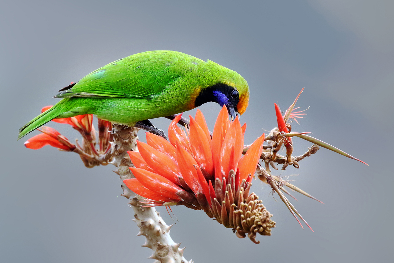 Golden-fronted leafbird @ Satchori National Park ,Sylhet. February -2018